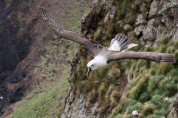 Image de Albatros de Carter