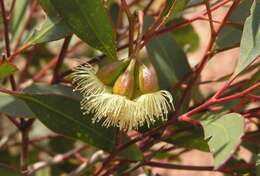 Image of Eucalyptus celastroides Turcz.