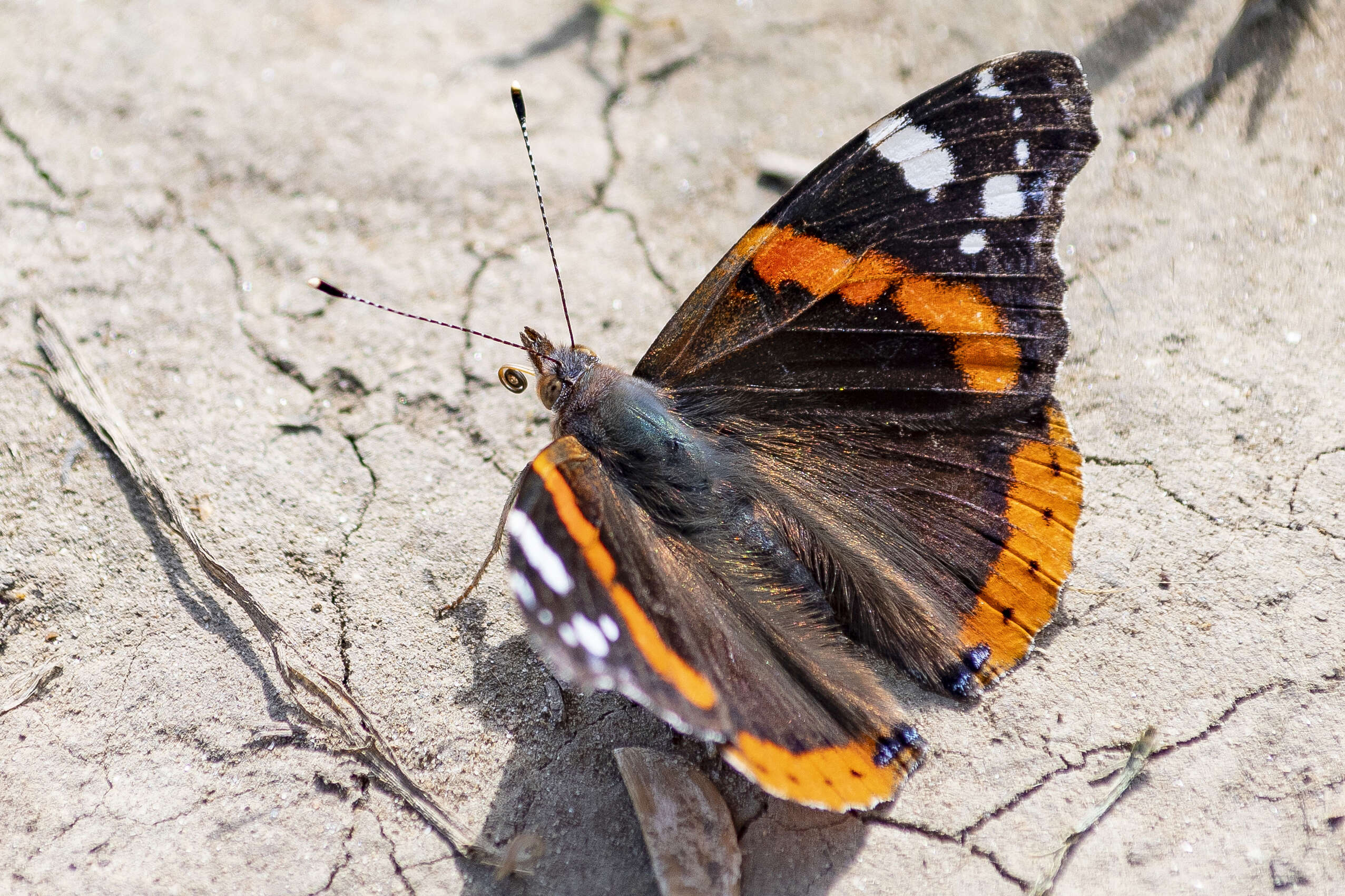 Image of Red Admiral