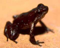 Image of Cerro Santa Rosa Rocket Frog