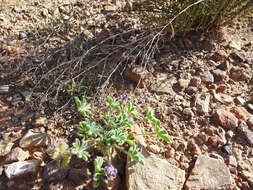 Image of shortstem lupine