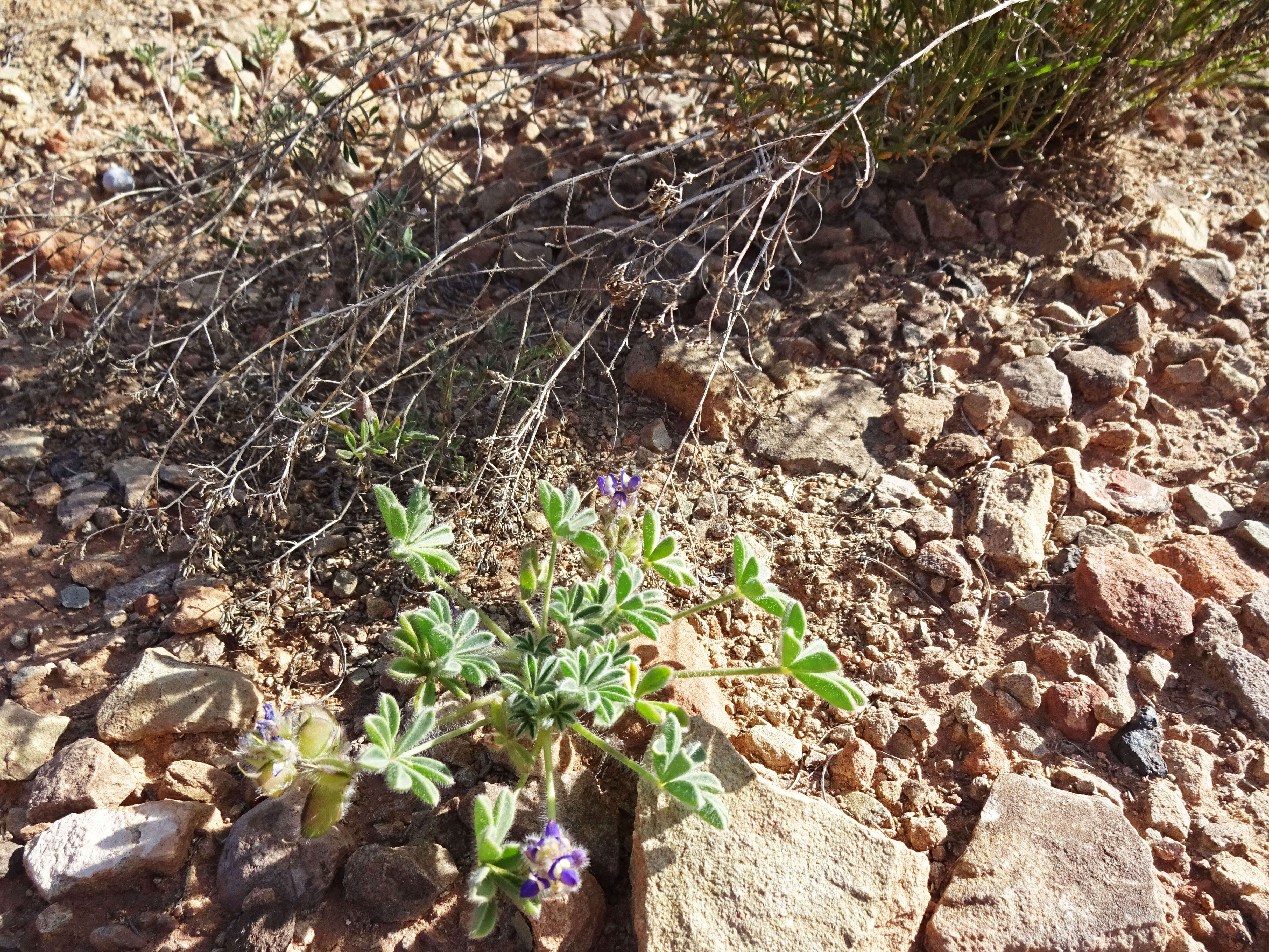 Imagem de Lupinus brevicaulis S. Watson