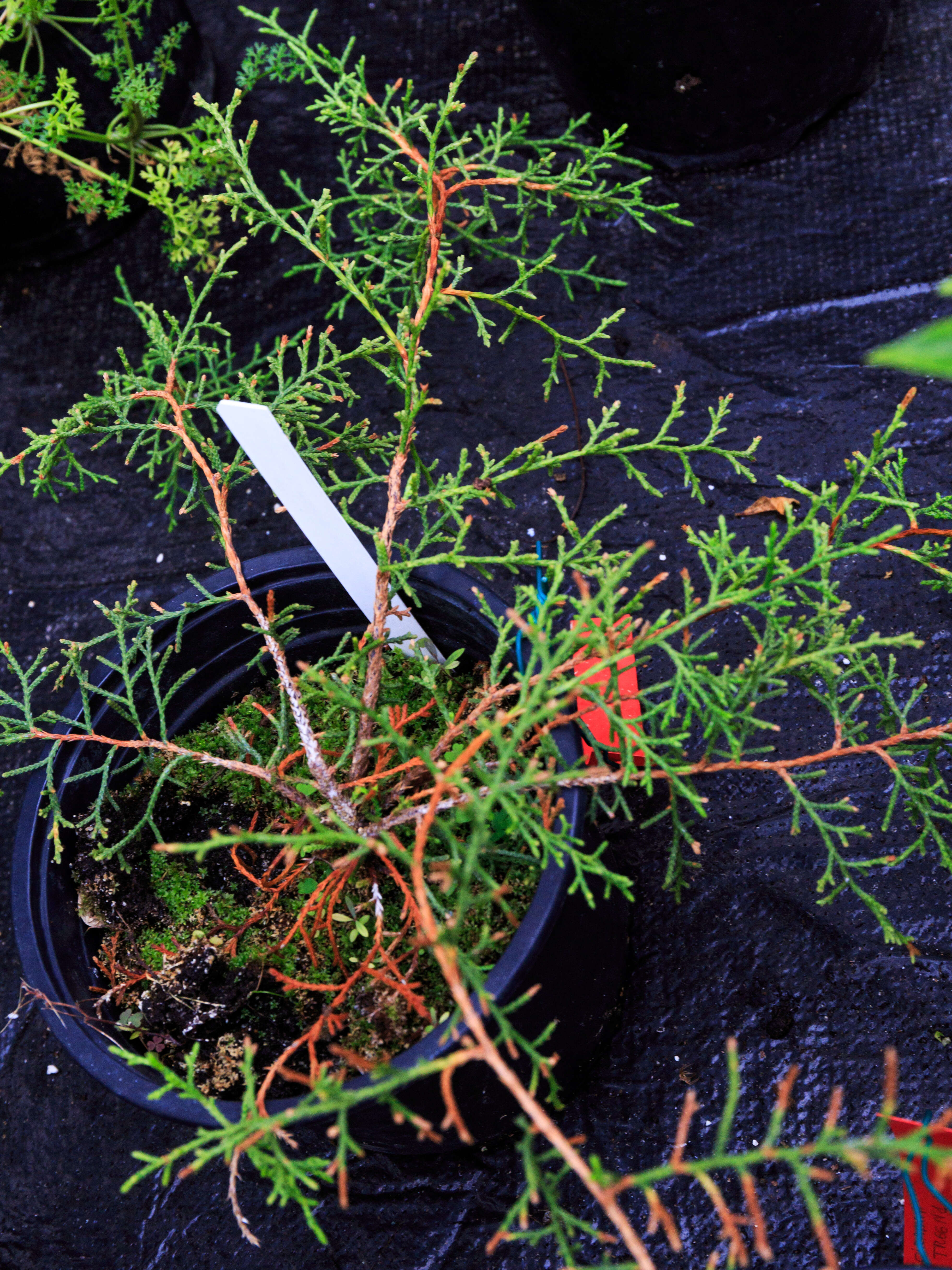 Image of Juniperus gracilior Pilg.