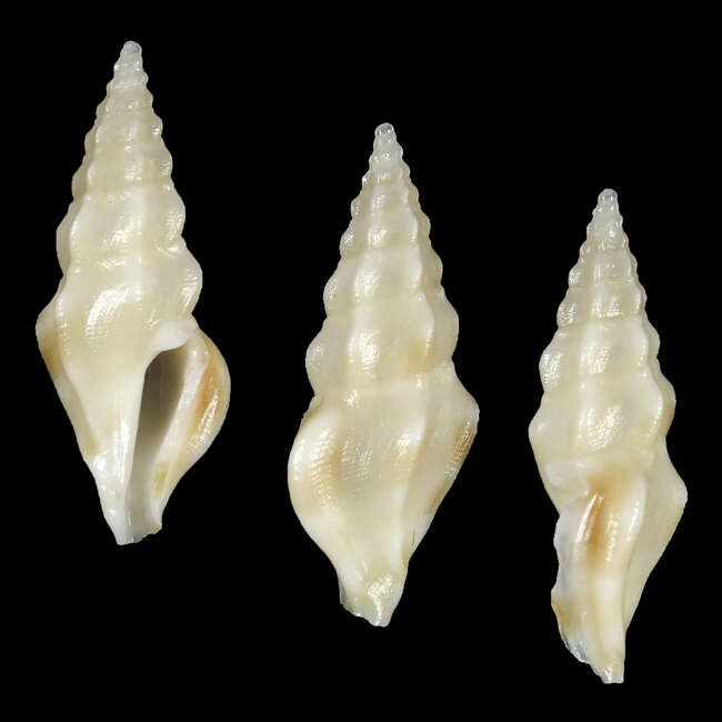 Image of Clavus similis Stahlschmidt, Poppe & Tagaro 2018