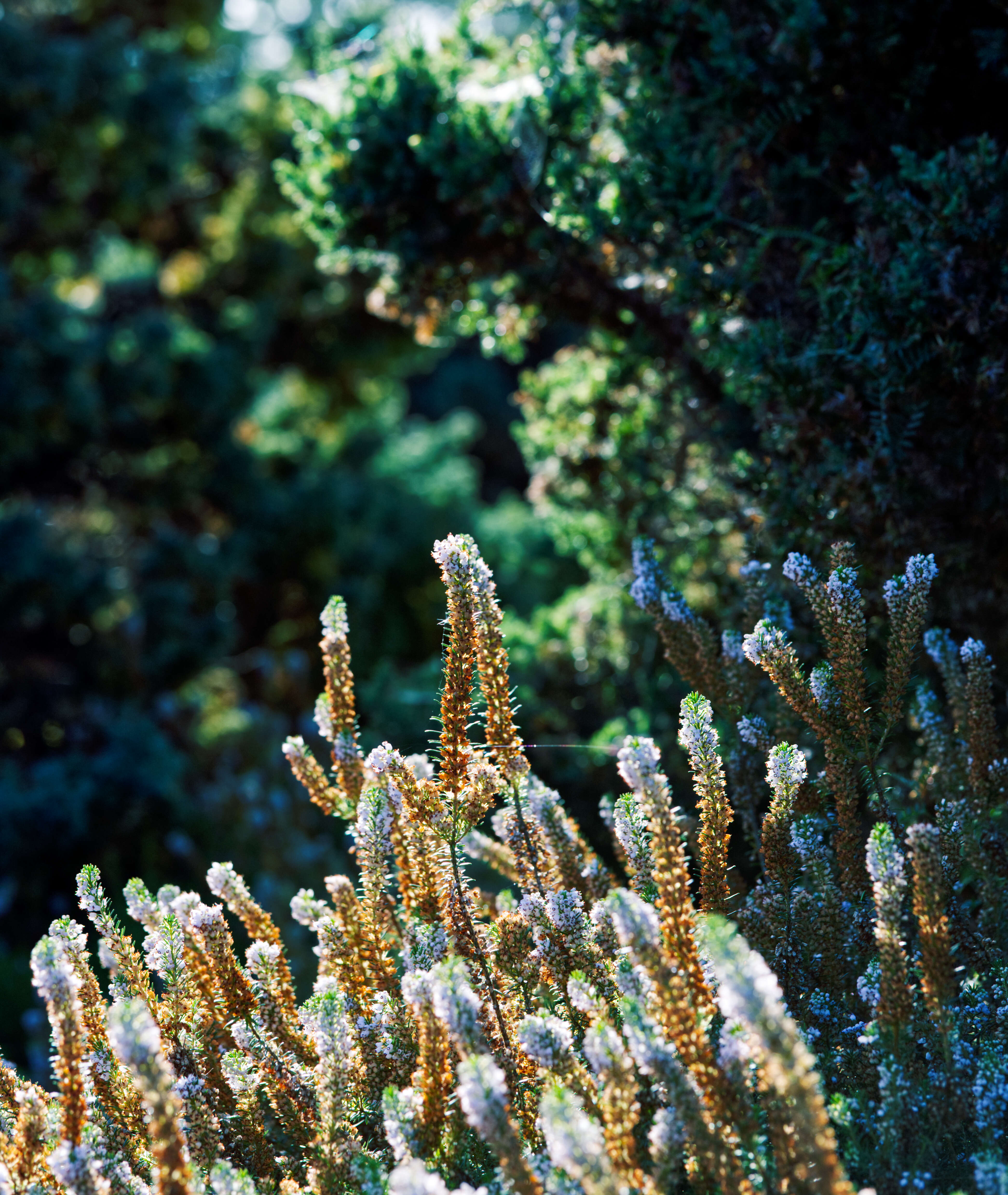 Image of Cornish heath