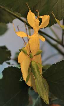 Image of Phyllium (Phyllium) letiranti Cumming & Teemsma 2018