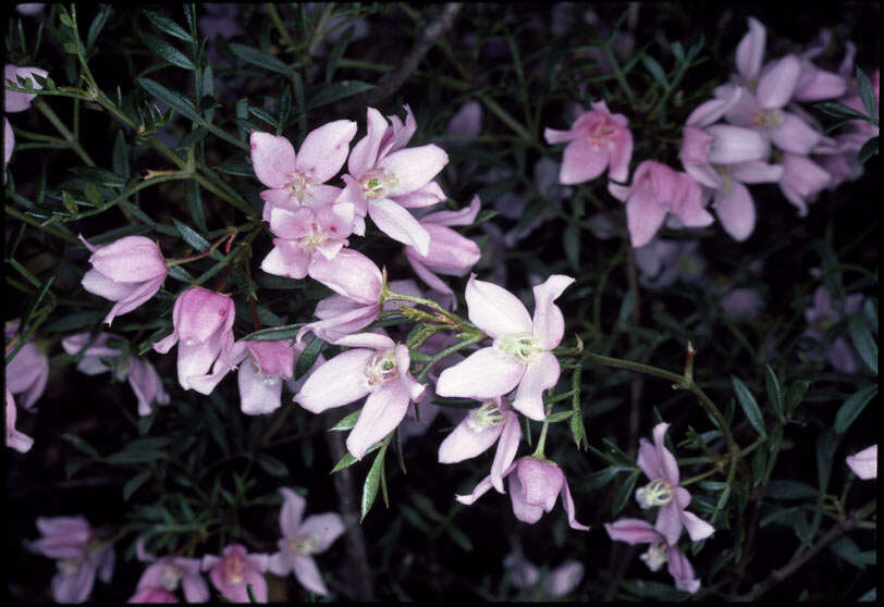 Image of Boronia floribunda Sieber ex Spreng.