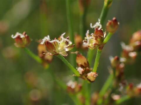 Imagem de Juncus alpinoarticulatus Chaix