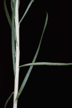 Image de Ericameria nauseosa (Pall. ex Pursh) G. L. Nesom & G. I. Baird