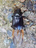 Image of Nicrophorus (Nicrophorus) concolor (Kraatz 1877)