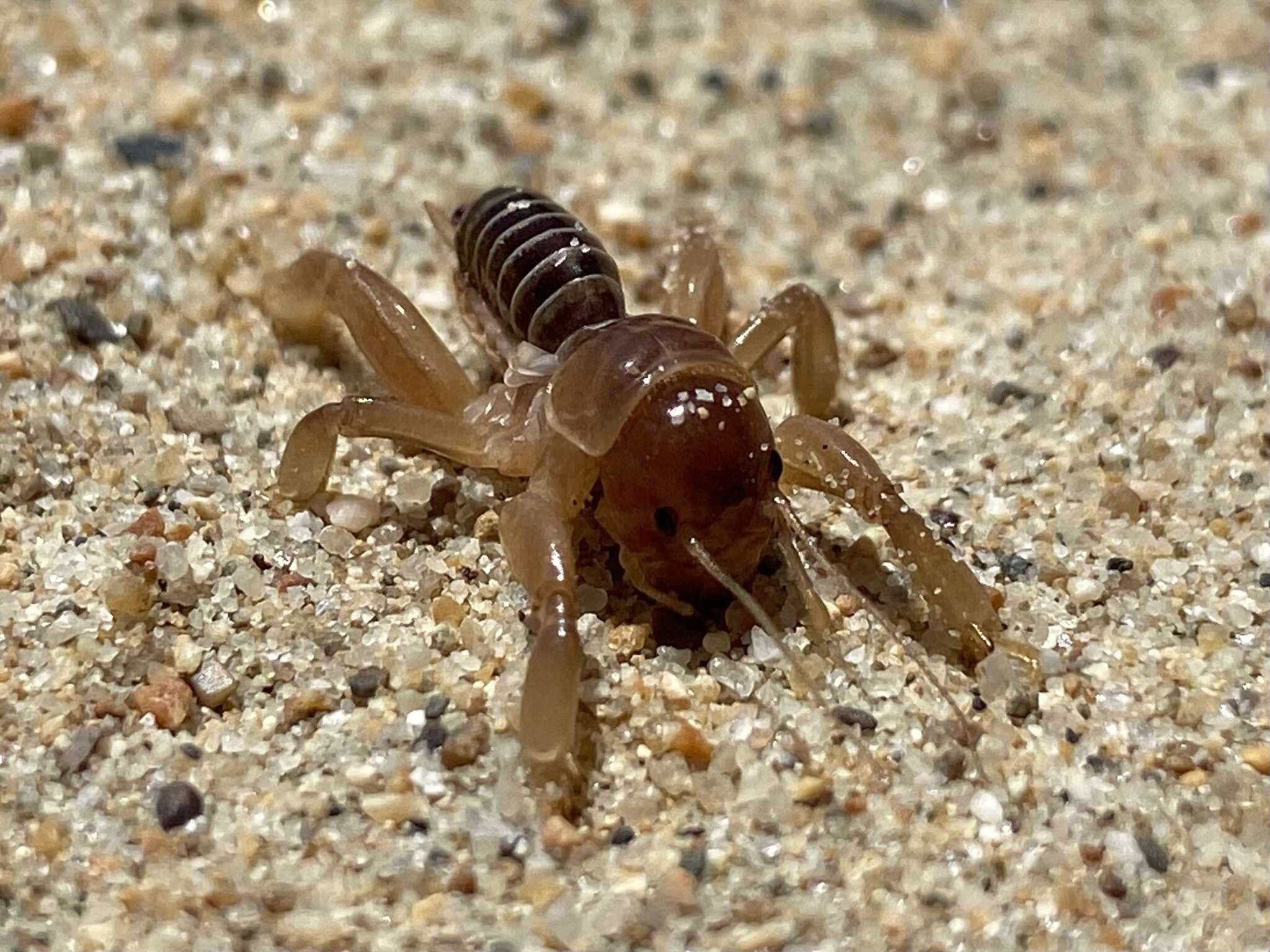 Image de Ammopelmatus muwu Rentz, D. C. F. & Weissman 1981