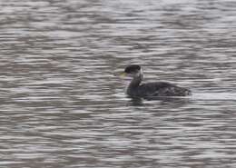 Image of Red-necked Grebe