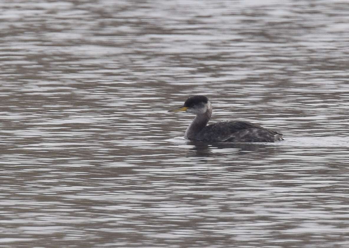 Image of Red-necked Grebe