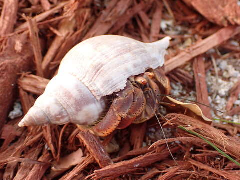 Image of Caribbean hermit crab