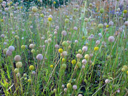 Image of Helenium aromaticum (Hook.) L. H. Bailey