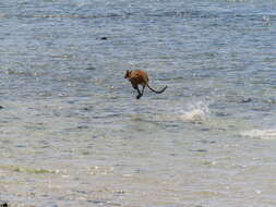 Image of Agile Wallaby