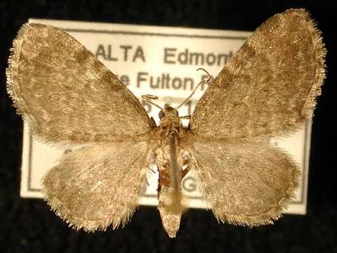 Image of Eupithecia grata Taylor 1910