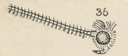 Image of Mallobathra homalopa Meyrick 1891