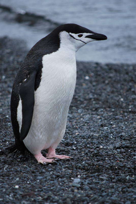 Image of Chinstrap Penguin