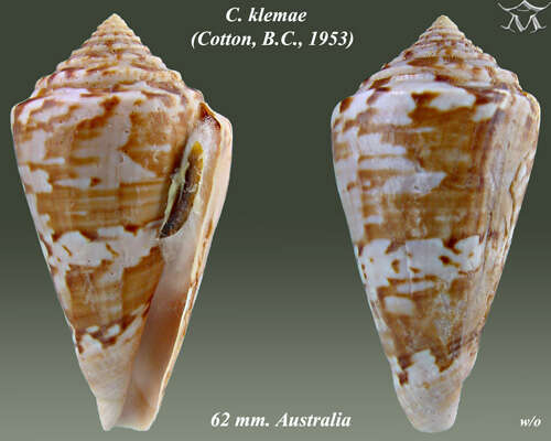 Image of Conus klemae (Cotton 1953)