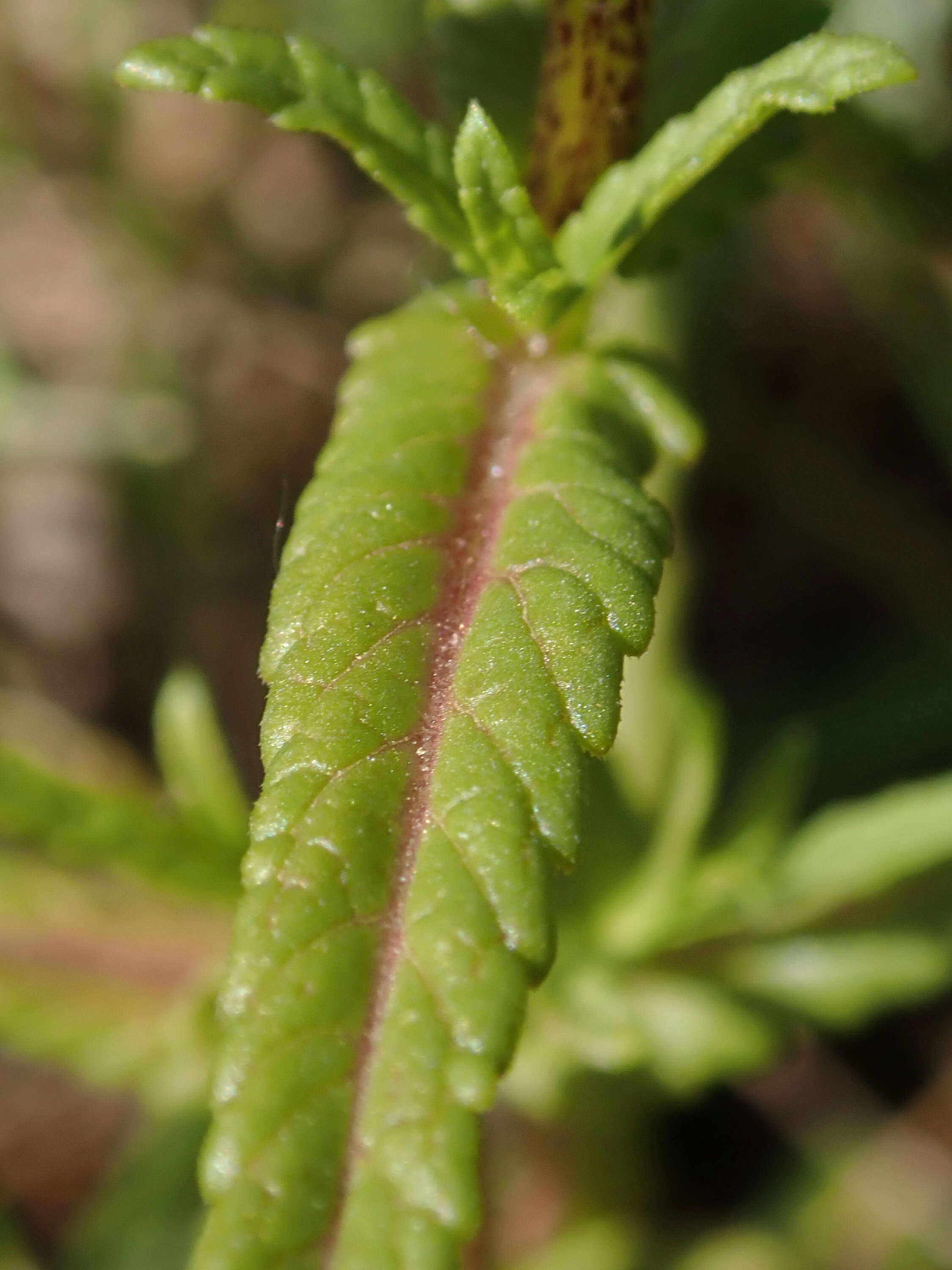 Image of late-flowering yellow rattle