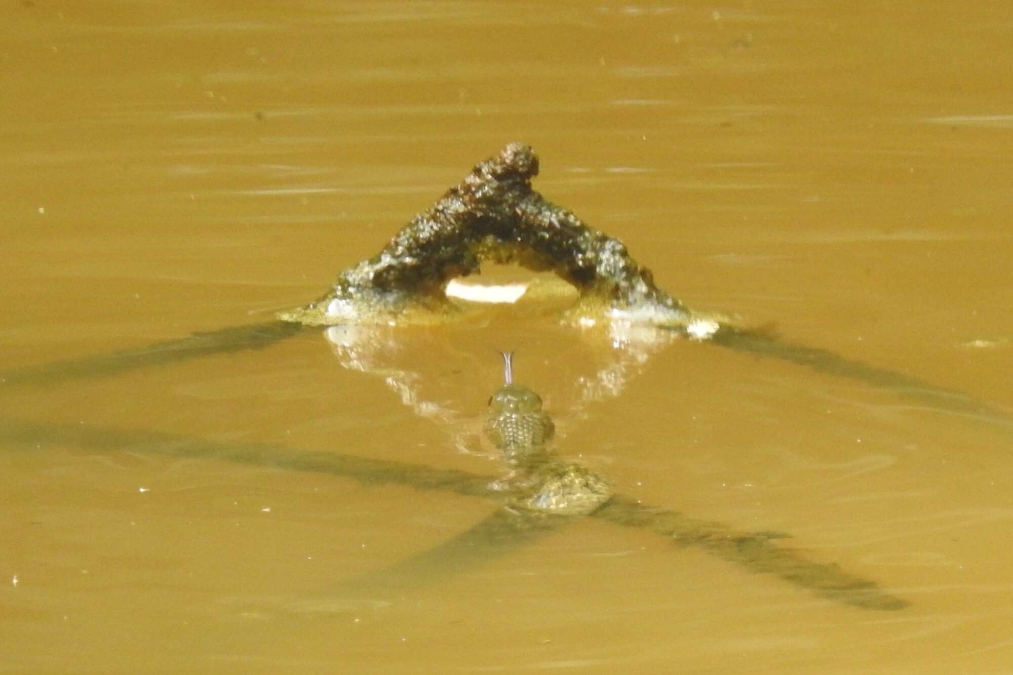 Image of Checkered Keelback Snake