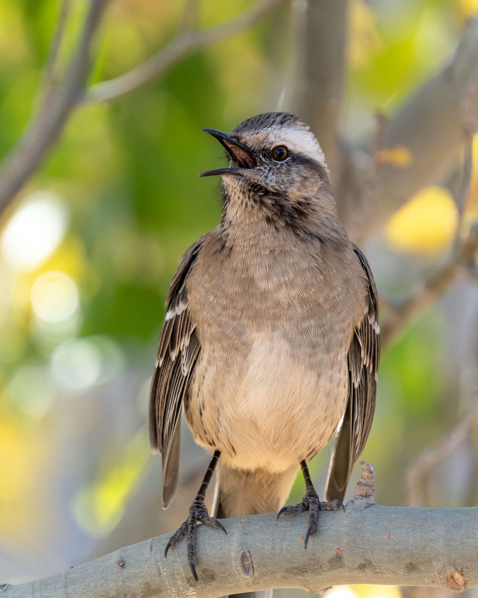 Image of Chilean Mockingbird