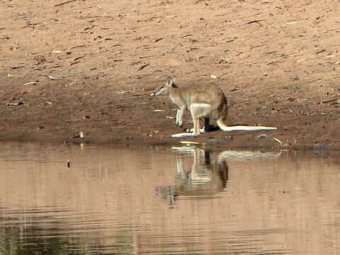 Image of Agile Wallaby