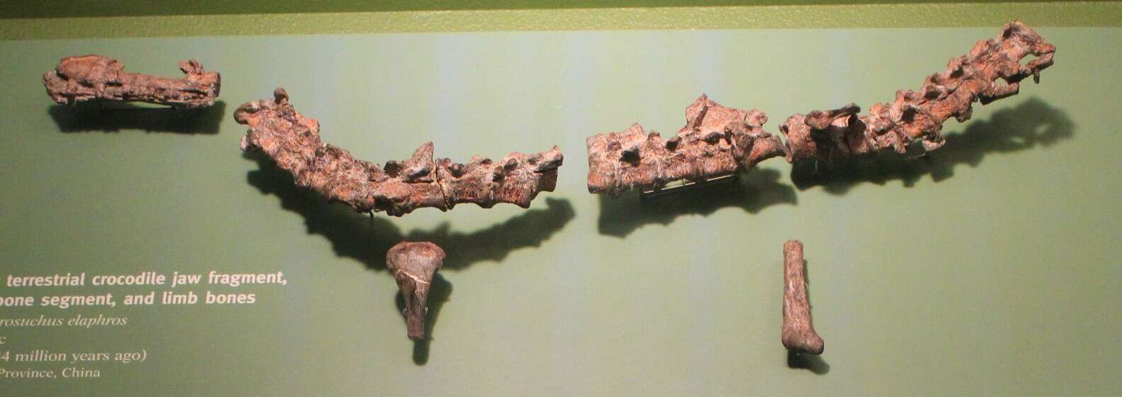 Image of Dibothrosuchus