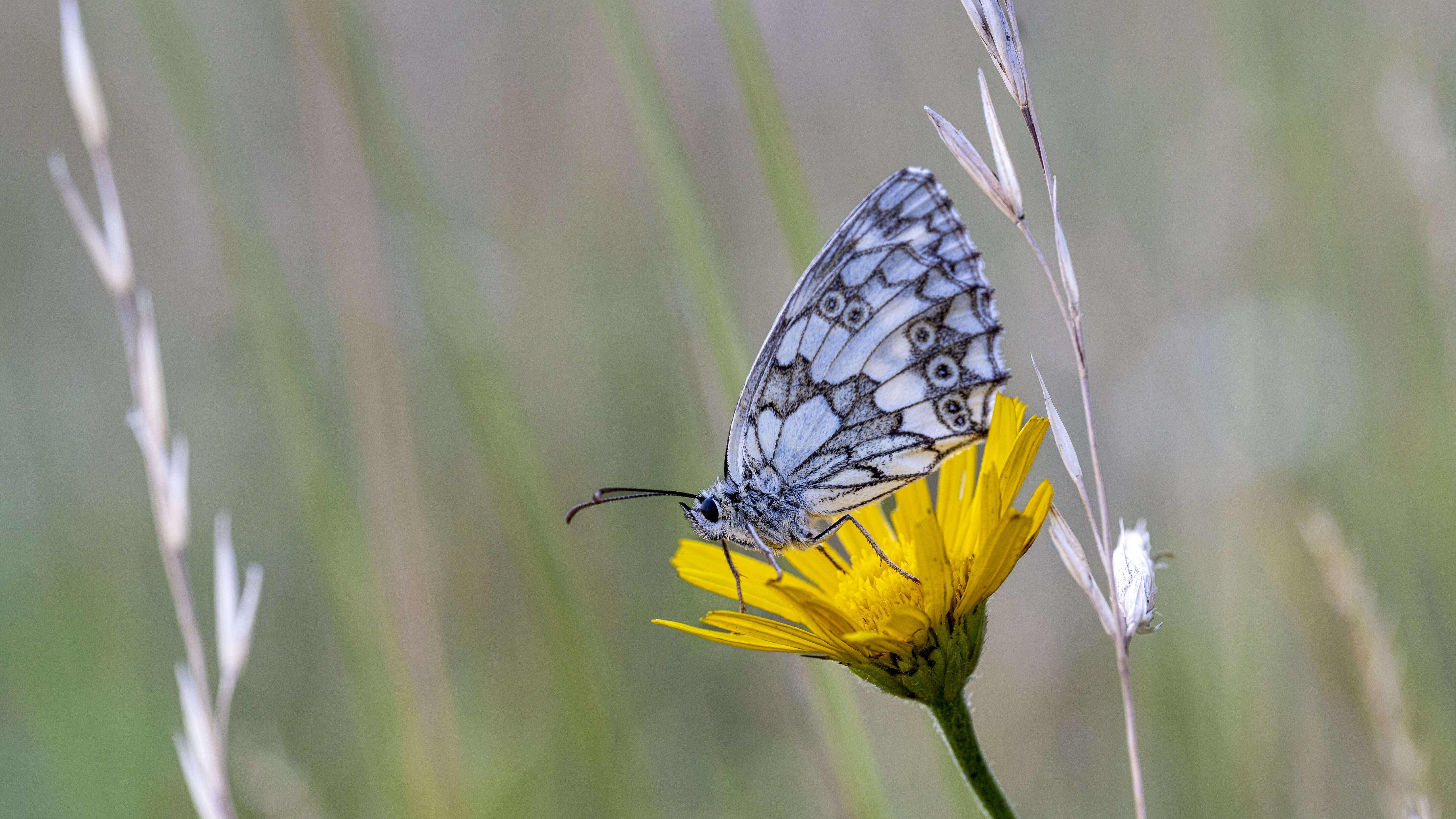 Image of marbled white