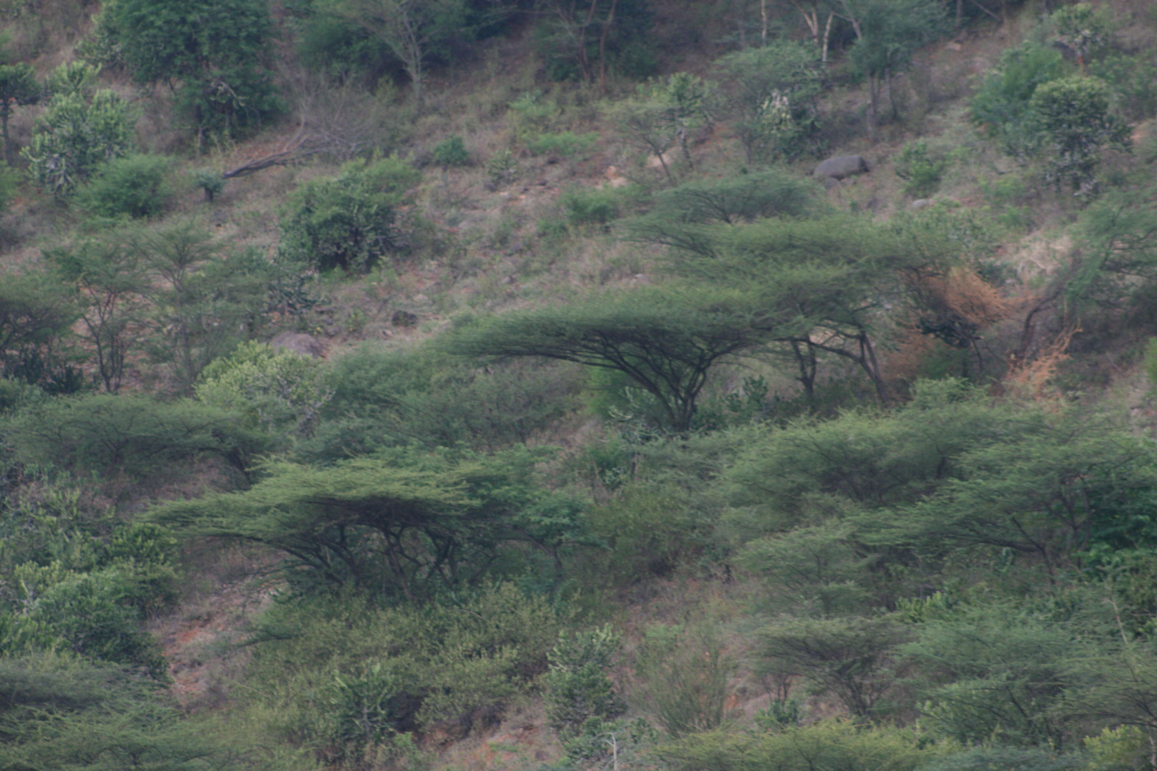 Plancia ëd Vachellia planifrons (J. König ex Wight & Arn.) Ragup., Seigler, Ebinger & Maslin