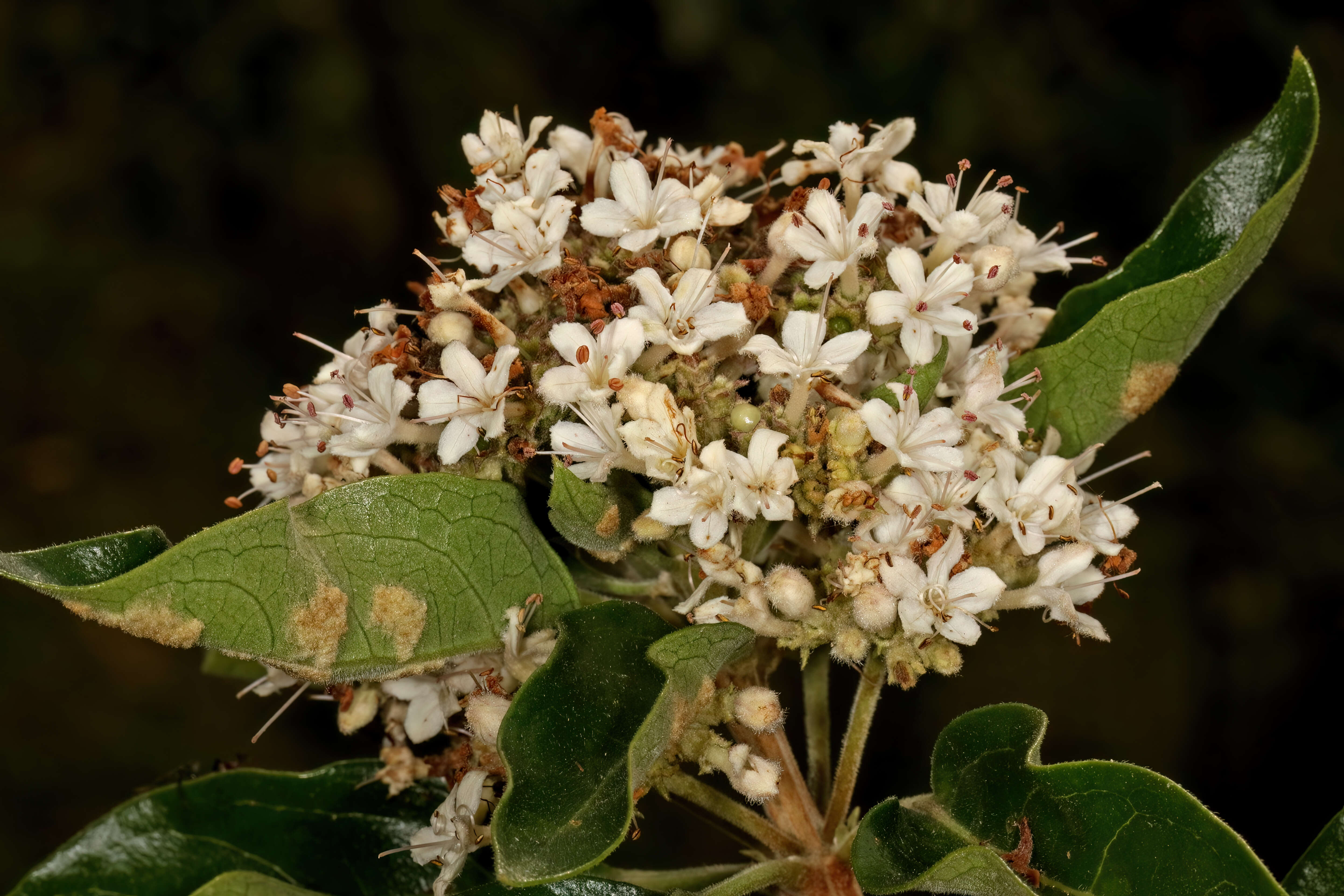 Imagem de Volkameria glabra (E. Mey.) Mabb. & Y. W. Yuan