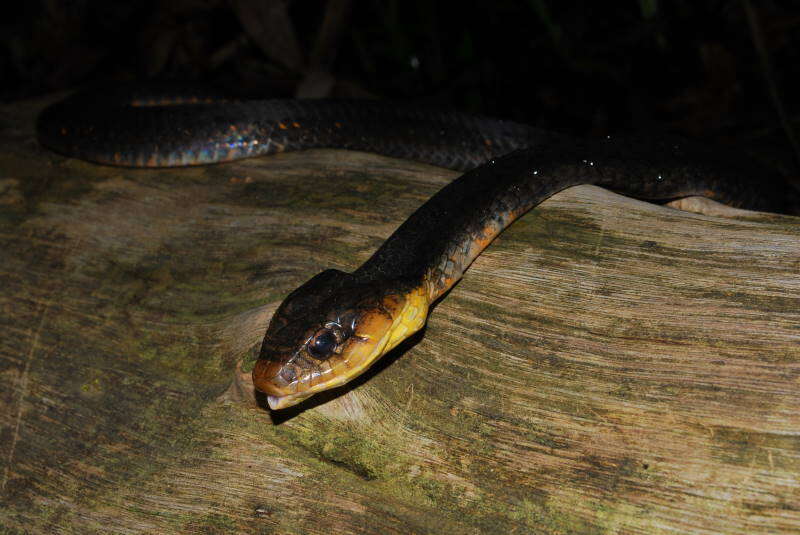 Image of Amazon False Fer-de-lance