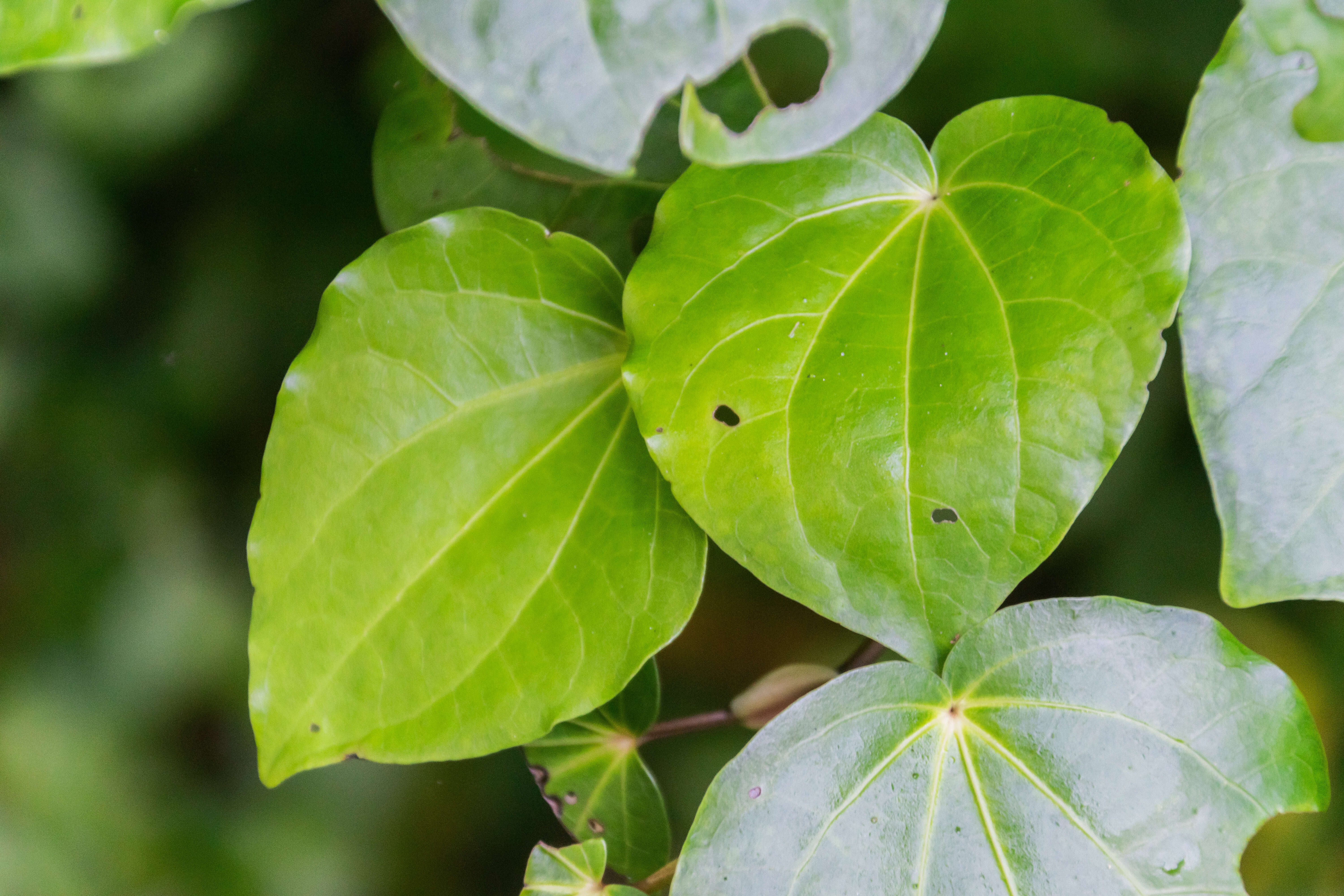 Imagem de Macropiper excelsum (Forst. fil.) Miq.