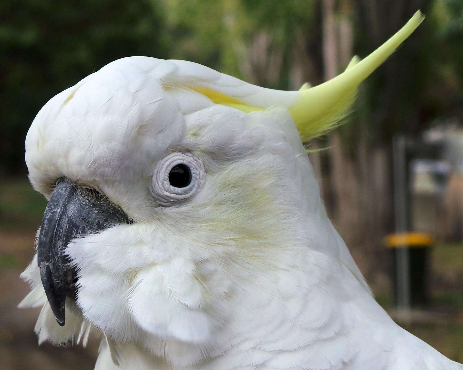Image of Sulphur-crested Cockatoo