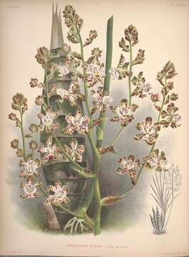 Image of Cyrtopodium aliciae L. Linden & Rolfe