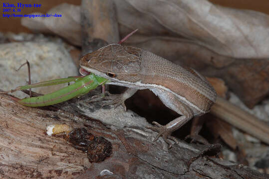 Image of Mountain grass lizard