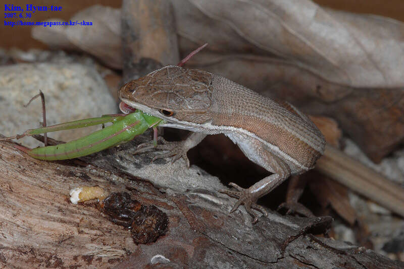 Image of Mountain grass lizard