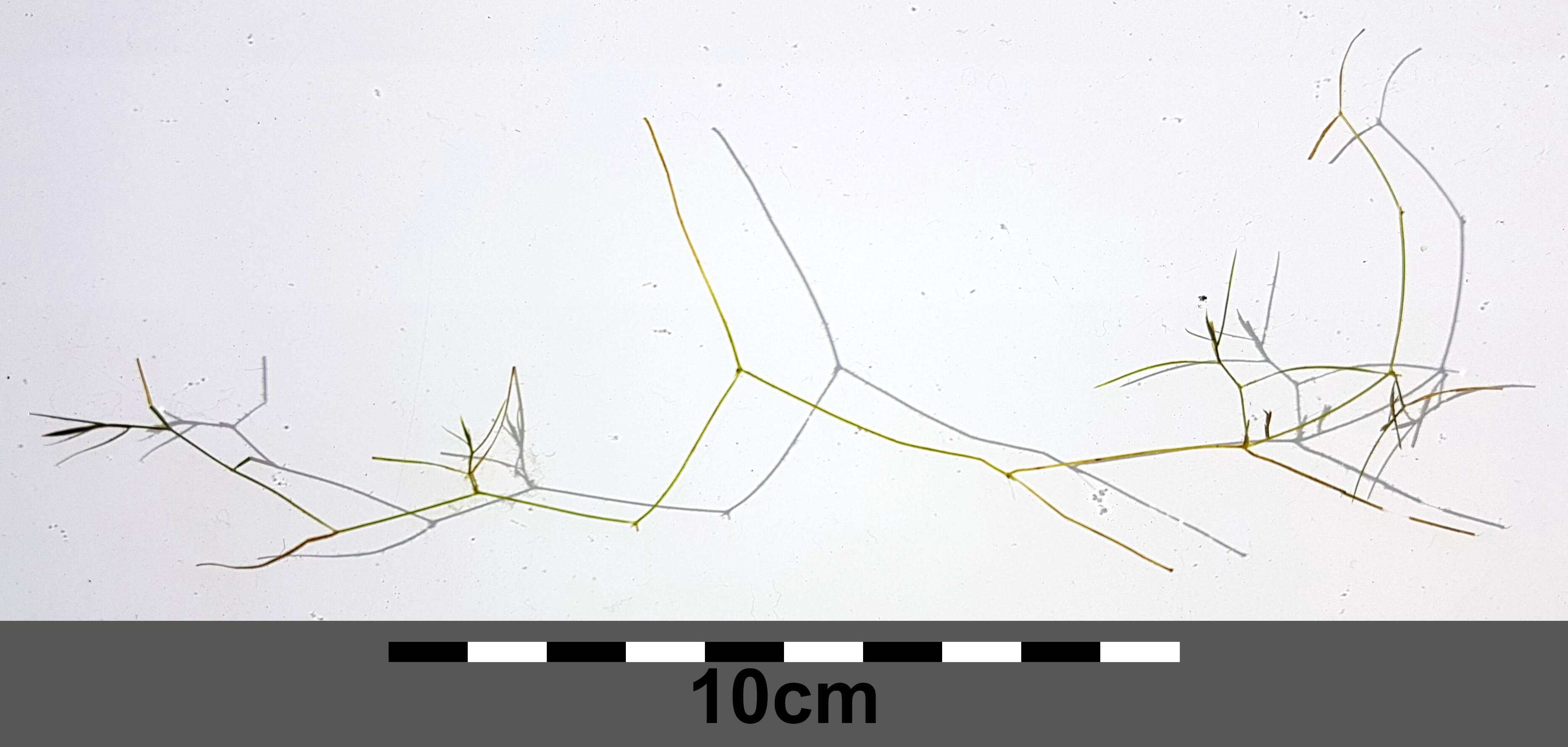 Image of Hairlike Pondweed