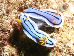 Image de Chromodoris lochi Rudman 1982