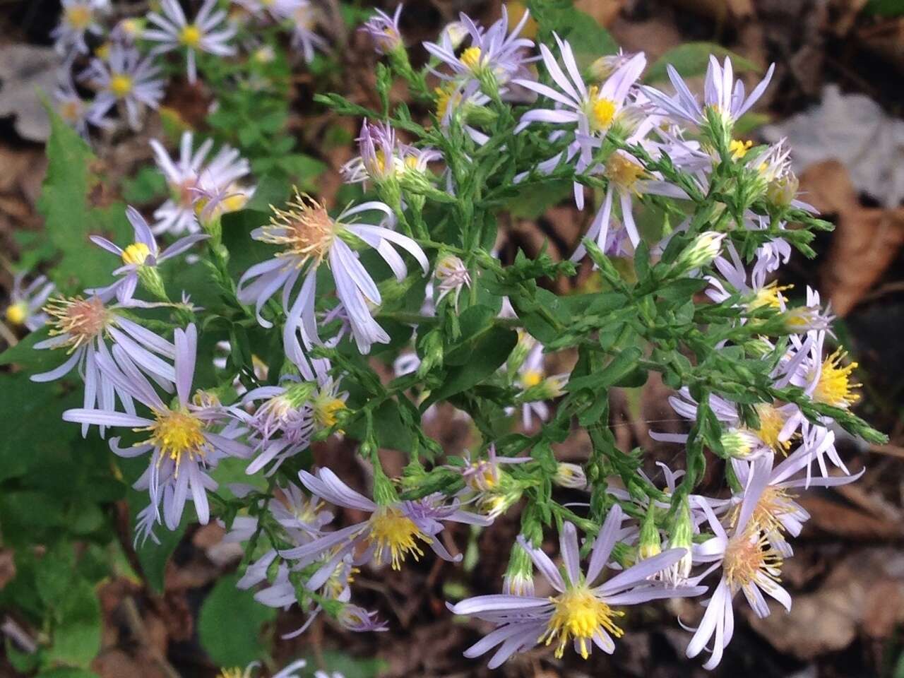 Image of wavyleaf aster