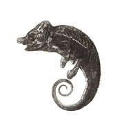 Image of Voeltzkow's chameleon