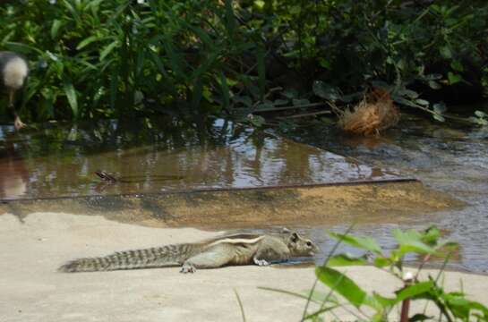 Image of Indian palm squirrel