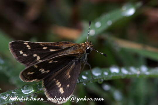 Image of Grey-veined Grass Dart