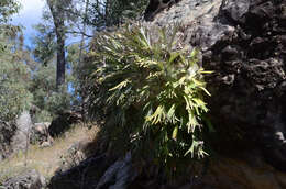 Image of staghorn