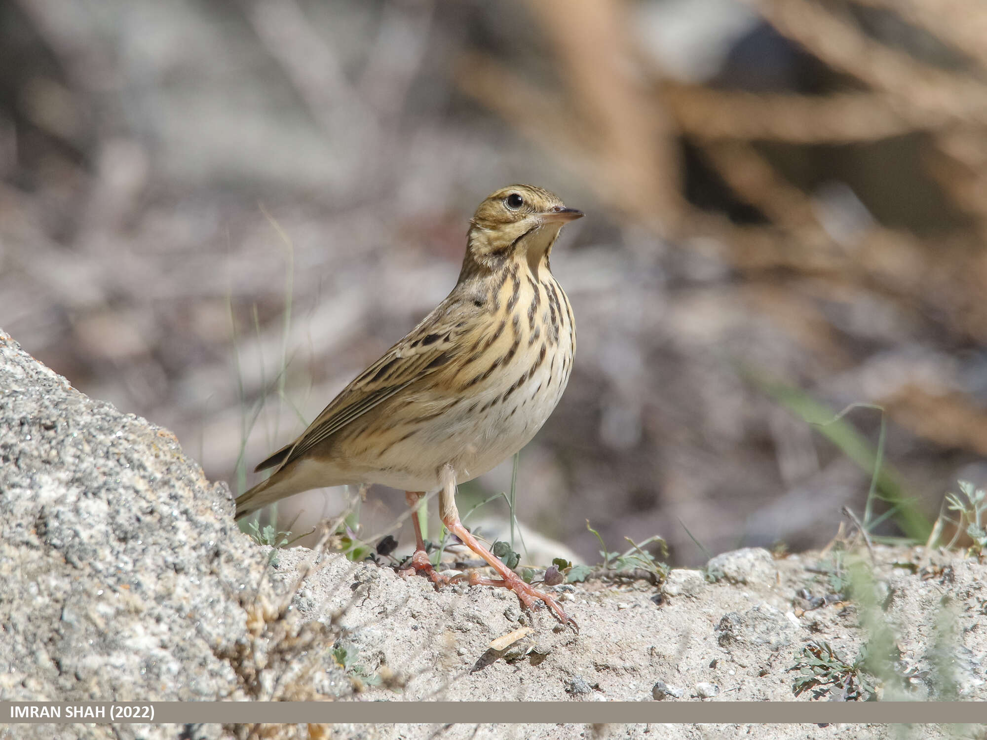 Image of Tree Pipit