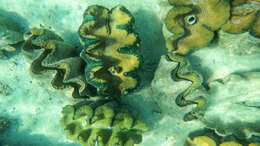 Image of Giant Clam