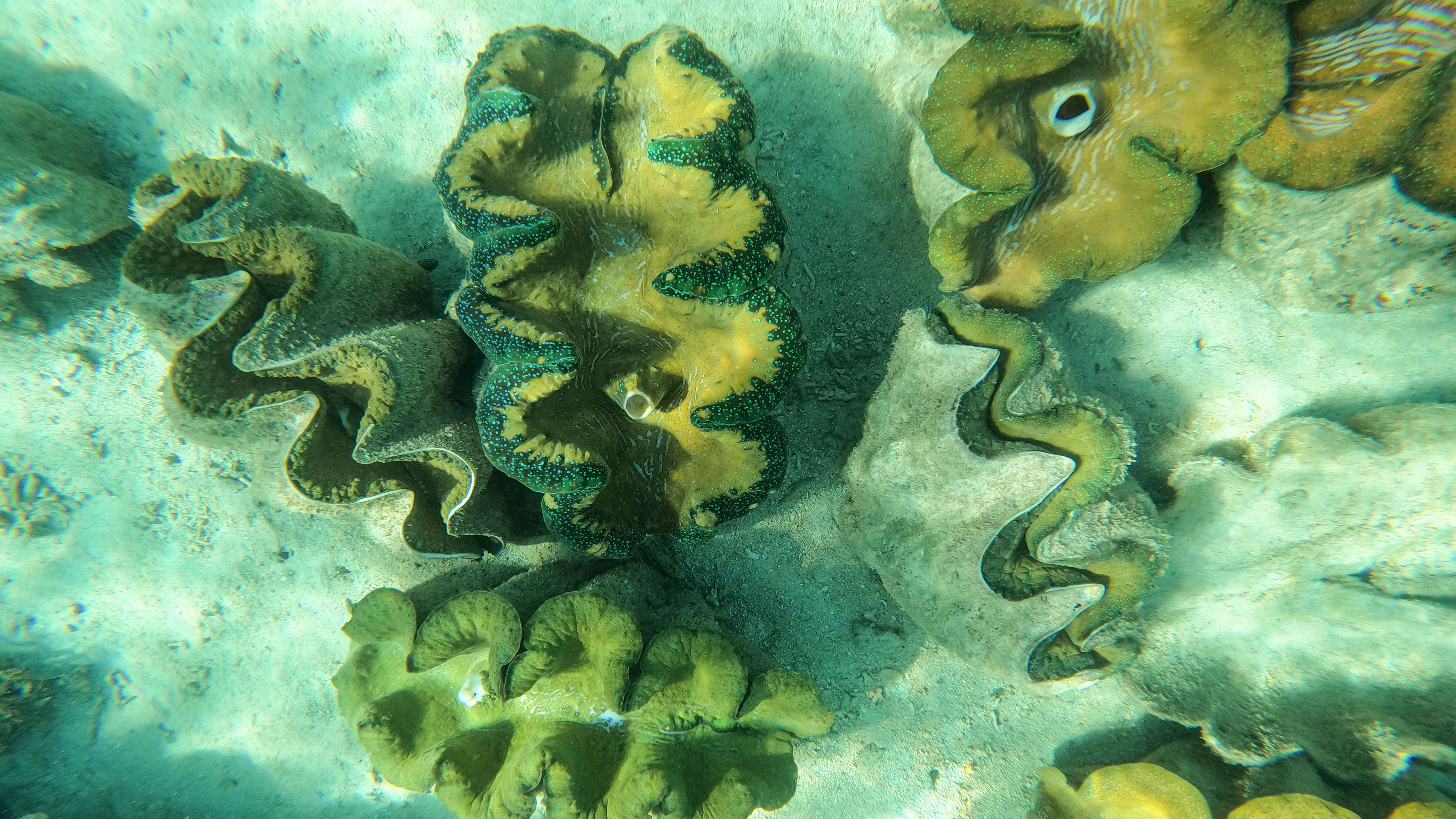 Image of Giant Clam