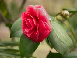 Image of camellia