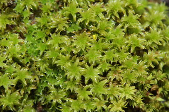 Image of zygodon moss